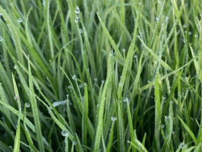 Future Proofing lawn cover
